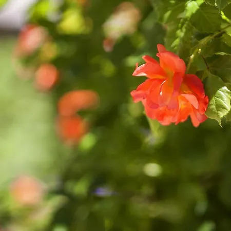 Guest house Kruchma Bratyata