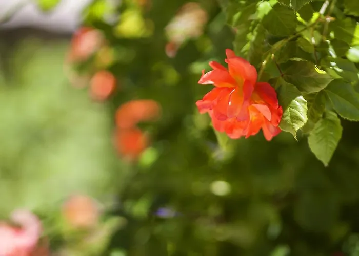 Guest house Kruchma Bratyata